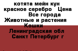 котята мейн кун, красное серебро › Цена ­ 30 - Все города Животные и растения » Кошки   . Ленинградская обл.,Санкт-Петербург г.